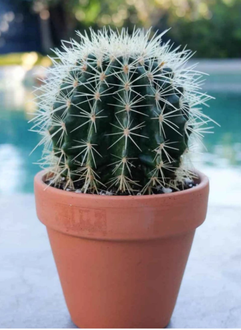 PLANT Golden Barrel Cactus (Echinocactus grusonii) 20–25 cm Live Cactus Plant | Decorative Desert Succulent | Easy Care Indoor & Outdoor Ornamental Plant for Home & Office Decor - Image 4
