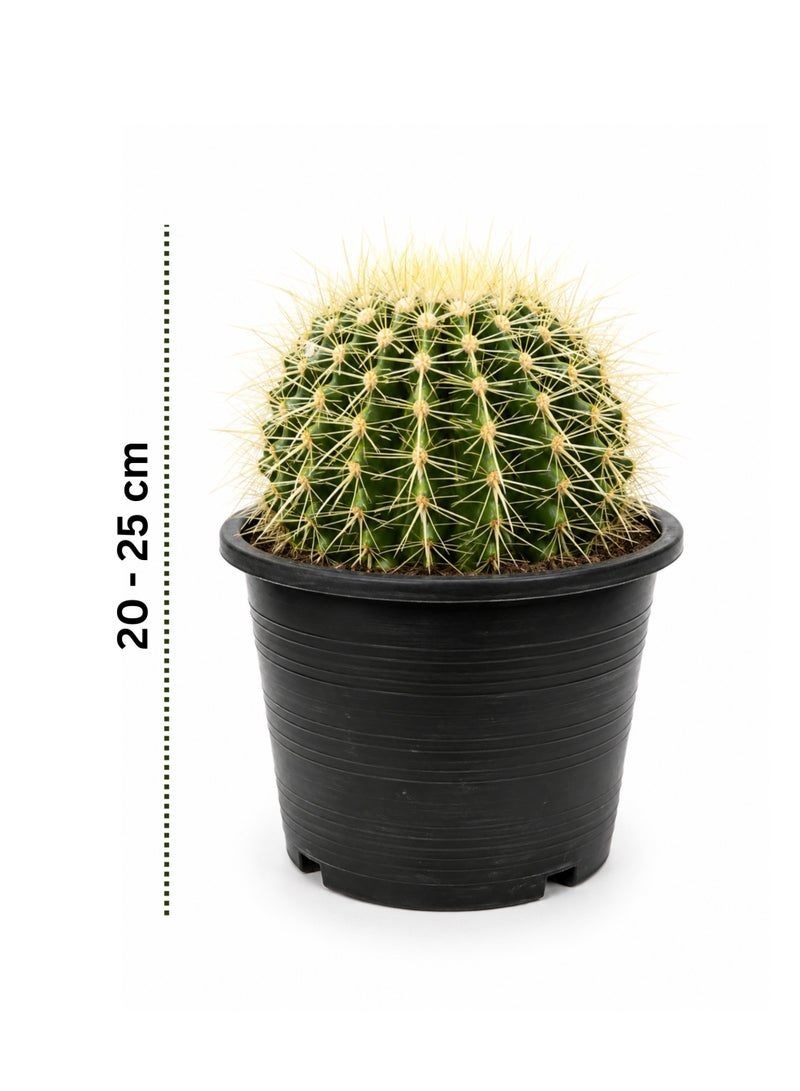 PLANT Golden Barrel Cactus (Echinocactus grusonii) 20–25 cm Live Cactus Plant | Decorative Desert Succulent | Easy Care Indoor & Outdoor Ornamental Plant for Home & Office Decor - Image 2