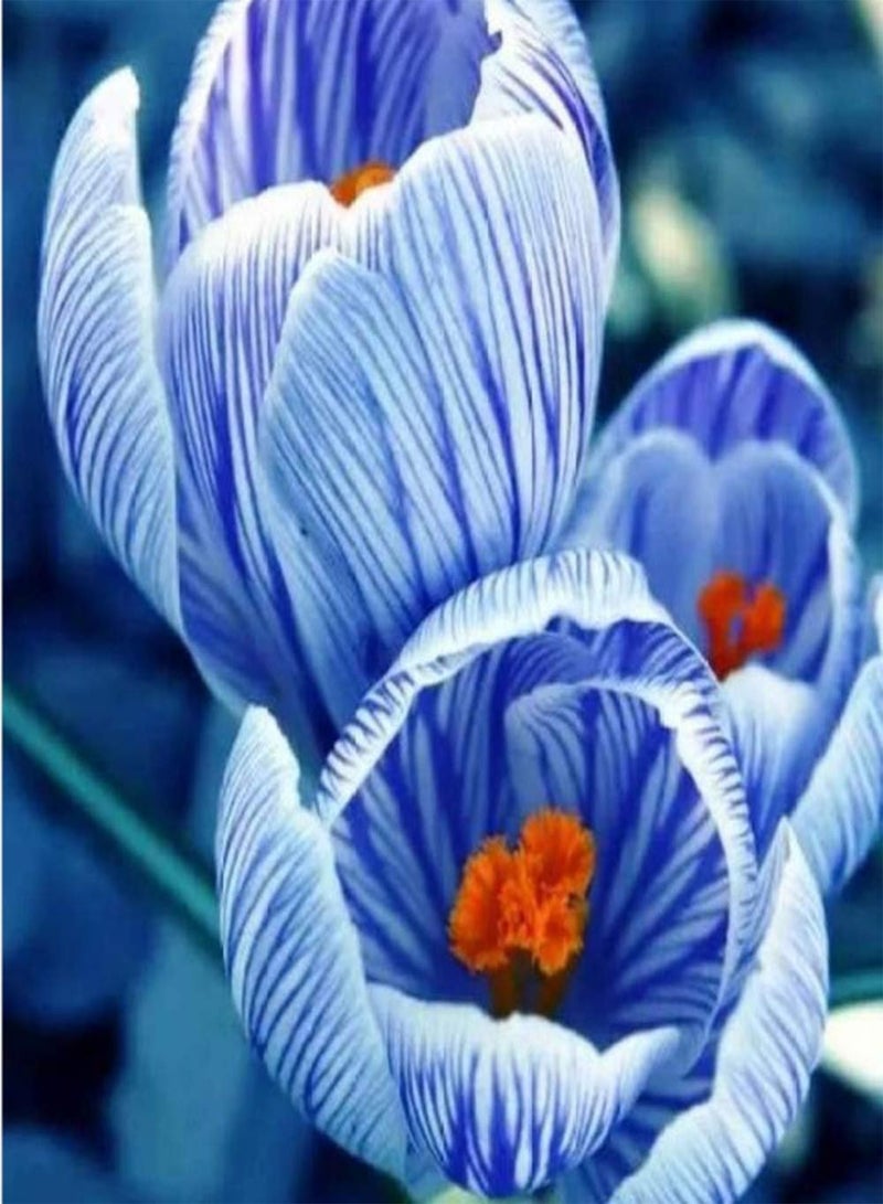 GGOOT 5pcs Blue Saffron seeds Perennial Crocus Flower seeds for Outdoor Planting High Ornamental Value Pleasant Fragrance Good Gift Decorate for Home Gardening - Image 1