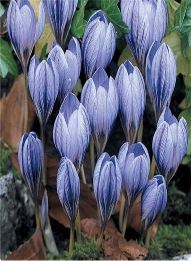 GGOOT 5pcs Blue Saffron seeds Perennial Crocus Flower seeds for Outdoor Planting High Ornamental Value Pleasant Fragrance Good Gift Decorate for Home Gardening - Image 3