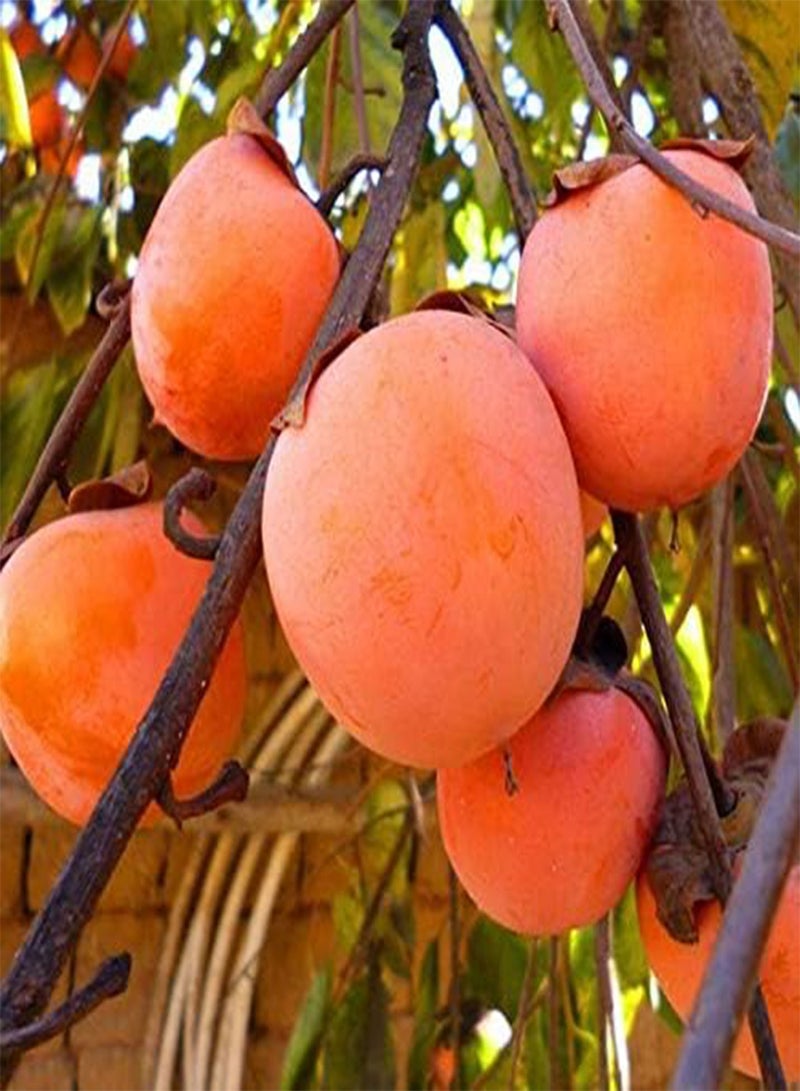 GGOOT 10pcs Persimmon Fruit Seeds - Image 1
