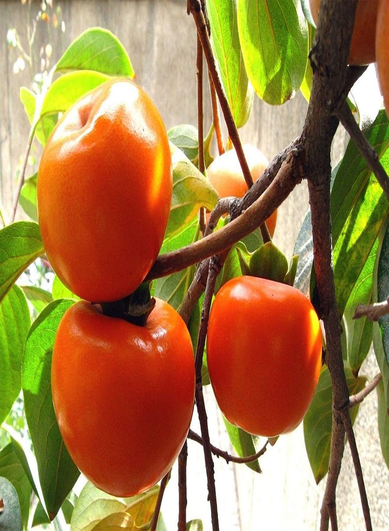 GGOOT 10pcs Persimmon Fruit Seeds - Image 2
