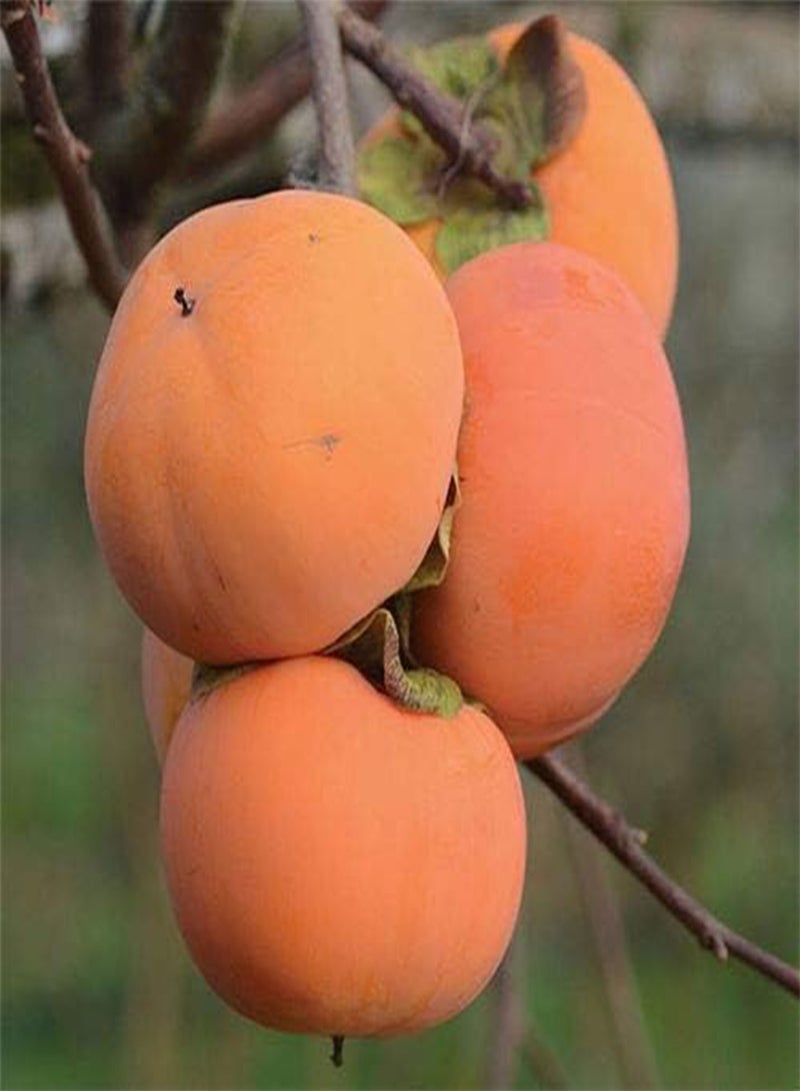 GGOOT 10pcs Persimmon Fruit Seeds - Image 3