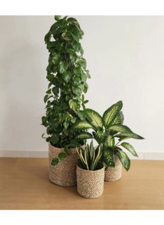 Generic Halfa plant pot 30 cm  - Image 3