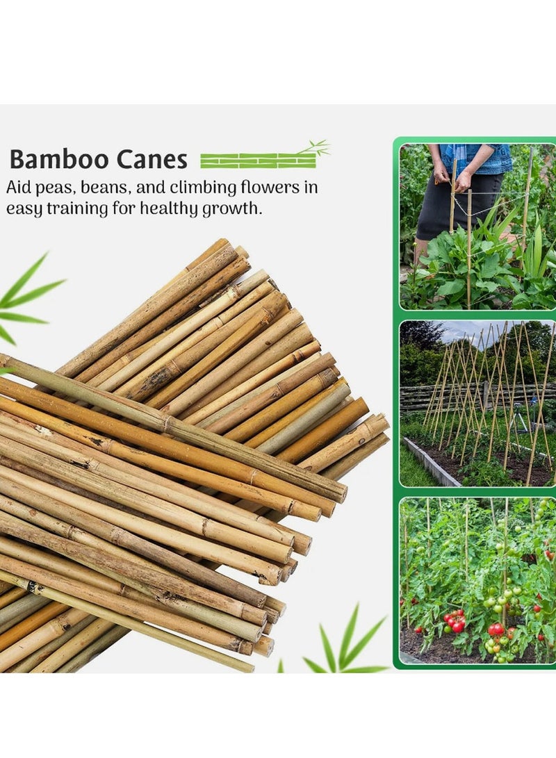Generic 𝐅𝐅𝐃 Natural Bamboo Poles for Gardening - Durable Plant Support Stakes (60cm, 100cm, 120cm) | Versatile for Indoors & Outdoors | Ideal for Peas, Grapes, Trees & Creative Garden Structures  - Image 5