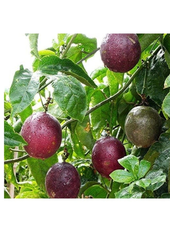 50Pcs Purple Passion Fruit Seeds  For Home Garden Planting - Image 4