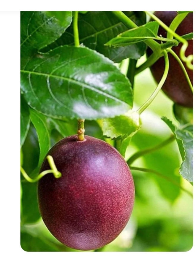 50Pcs Purple Passion Fruit Seeds  For Home Garden Planting - Image 2