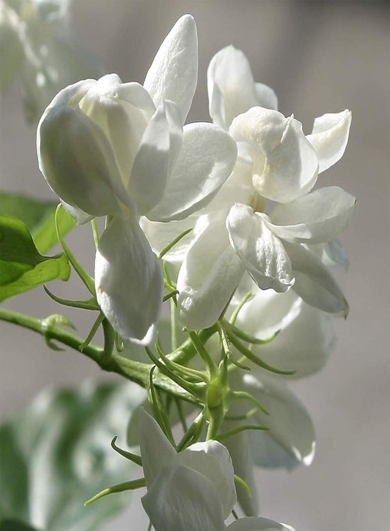 جي جوت 50 قطعة من بذور الياسمين، زهور بيضاء، مزهرة صيفية، بذور تراثية معمرة للزراعة في الفناء الخارجي والشرفة، سهلة العناية بالحديقة والديكور المنزلي - Image 1