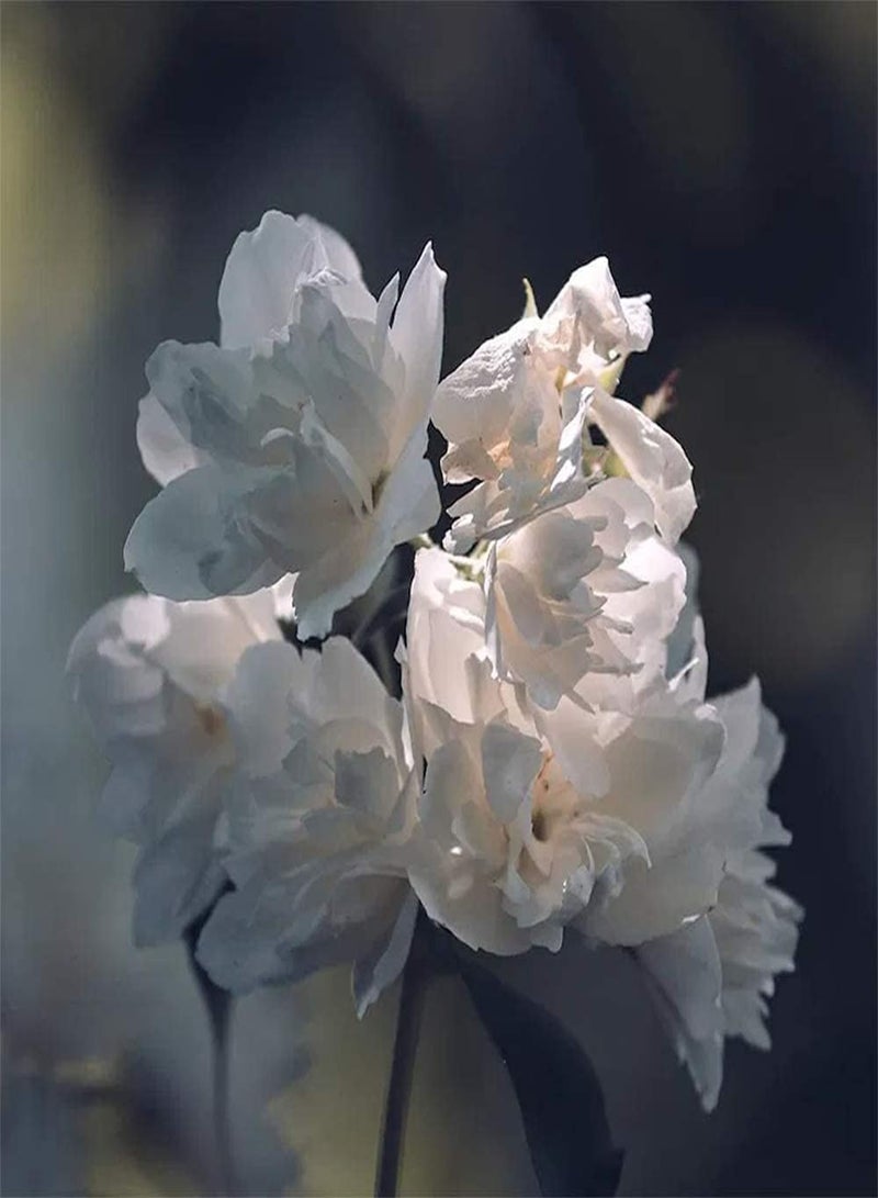 جي جوت 50 قطعة من بذور الياسمين، زهور بيضاء، مزهرة صيفية، بذور تراثية معمرة للزراعة في الفناء الخارجي والشرفة، سهلة العناية بالحديقة والديكور المنزلي - Image 2