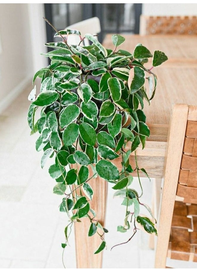 3OUD Plant House Hoya 