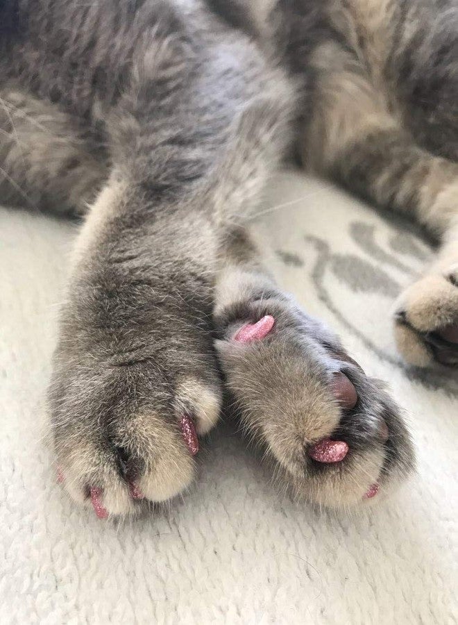 YMCCOOL 100pcs Cat Nail Caps/Tips Pet Cat Kitten Paws Covers Control Paws of 10 Nails Caps and 5Pcs Adhesive Glue 5 Applicator with Instruction - Image 5