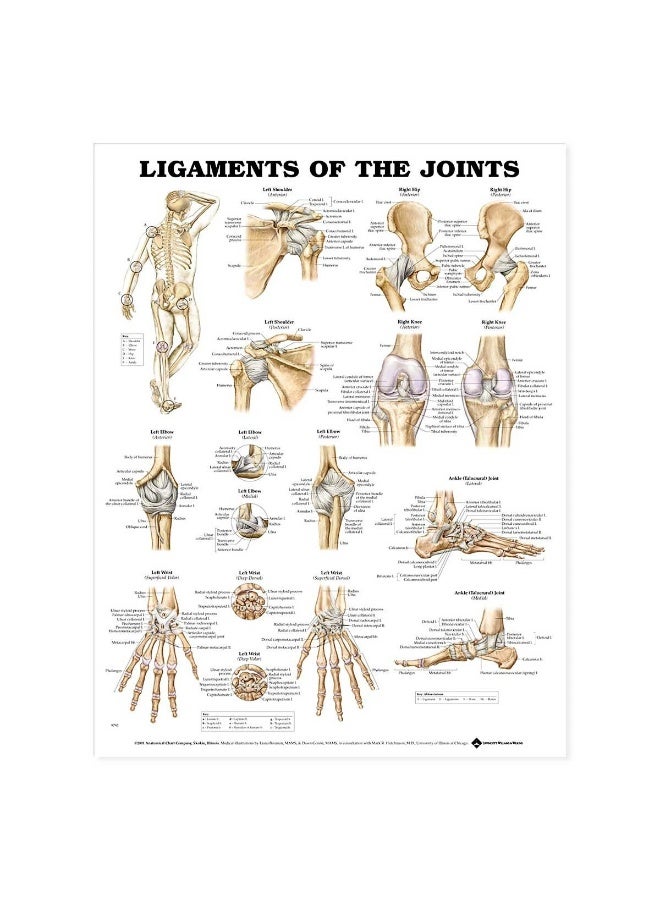 مخطط تشريحي لأربطة المفاصل - Image 1
