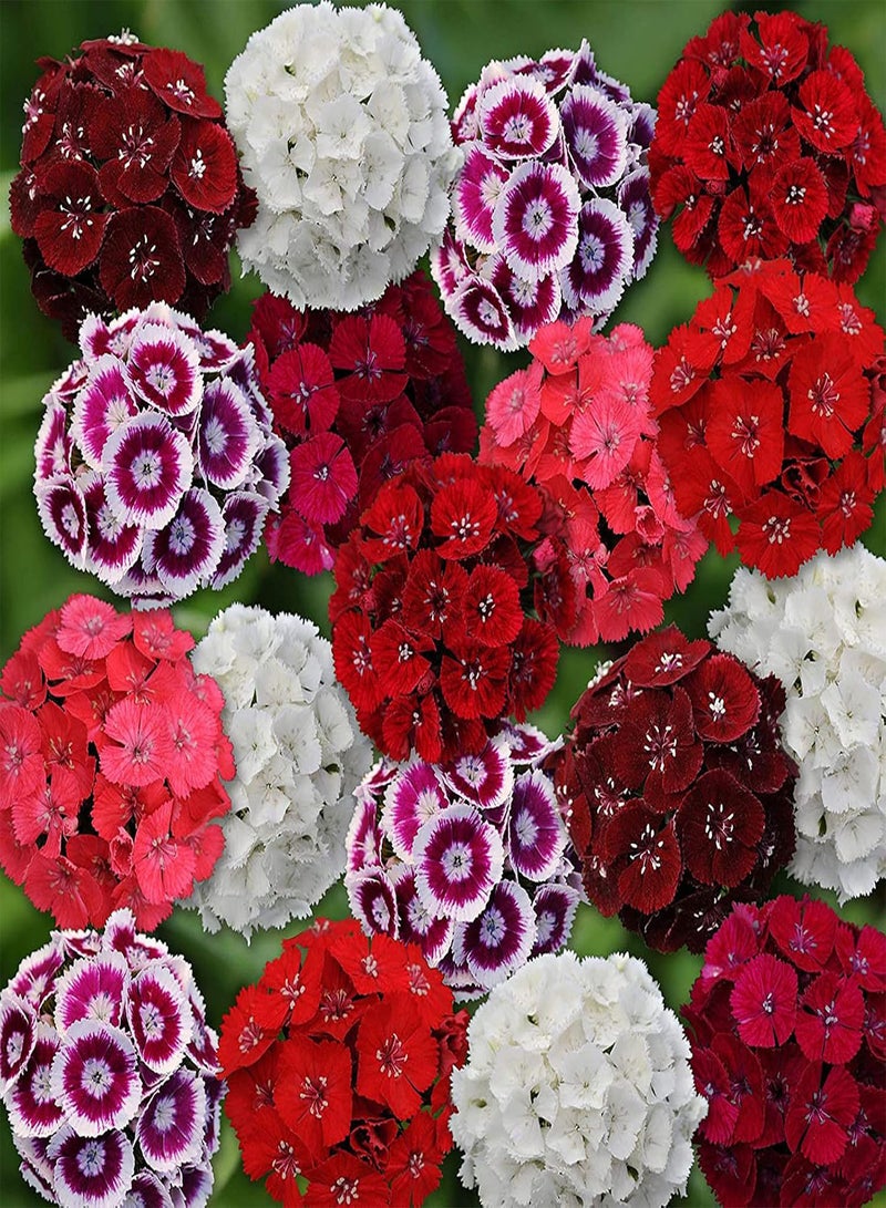 GGOOT 100Pcs Dianthus Seeds Mixed Color Biennial Wildflower Fragrant Dianthus Flower Plant Seeds for Garden Balcony Planting Pink - Image 3