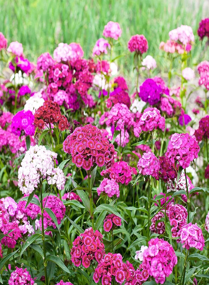 GGOOT 100Pcs Dianthus Seeds Mixed Color Biennial Wildflower Fragrant Dianthus Flower Plant Seeds for Garden Balcony Planting Pink - Image 1