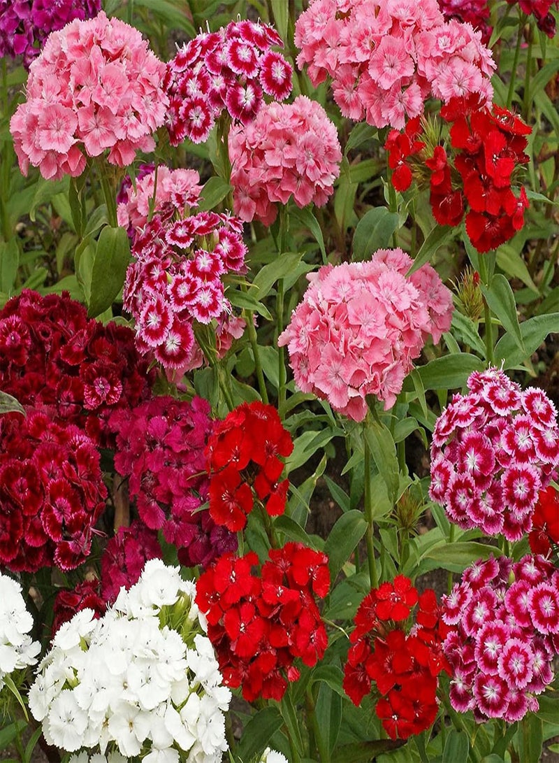 GGOOT 100Pcs Dianthus Seeds Mixed Color Biennial Wildflower Fragrant Dianthus Flower Plant Seeds for Garden Balcony Planting Pink - Image 2