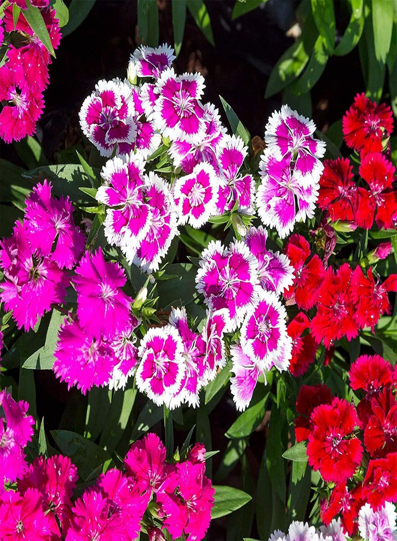 GGOOT 100Pcs Dianthus Seeds Mixed Color Biennial Wildflower Fragrant Dianthus Flower Plant Seeds for Garden Balcony Planting Pink - Image 5