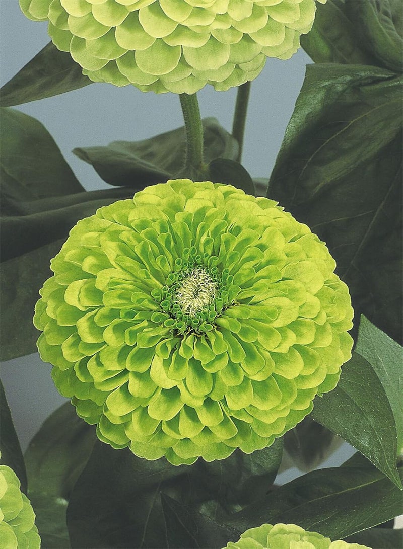 GGOOT Zinnia Envy - Zinnia elegans 'Envy' Flower Seeds, Dramatic Lime Green Flowers Home Garden Planting by Heavy Torch, 300 Seeds