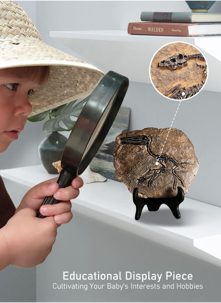 Perfii Resin Fossil Dinosaur Statue Model Simulated Dinosaur Skeleton Fossil Model for Home Office Decorative Craft Decoration  - Image 4