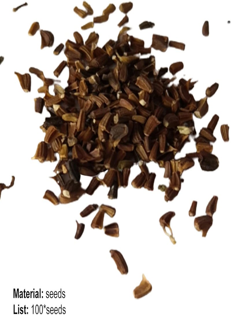 جي جوت 100 قطعة/حقيبة من بذور آني الحلوة ذات الرائحة اللطيفة والمغذية والنباتية الخضراء وبذور الشيح السنوية للشرفة وبذور الفيتامينات - Image 3