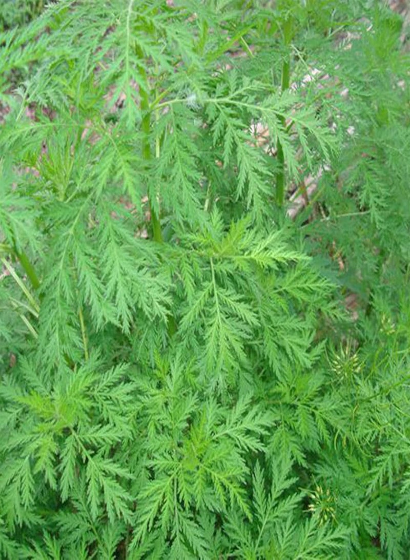 جي جوت 100 قطعة/حقيبة من بذور آني الحلوة ذات الرائحة اللطيفة والمغذية والنباتية الخضراء وبذور الشيح السنوية للشرفة وبذور الفيتامينات - Image 2