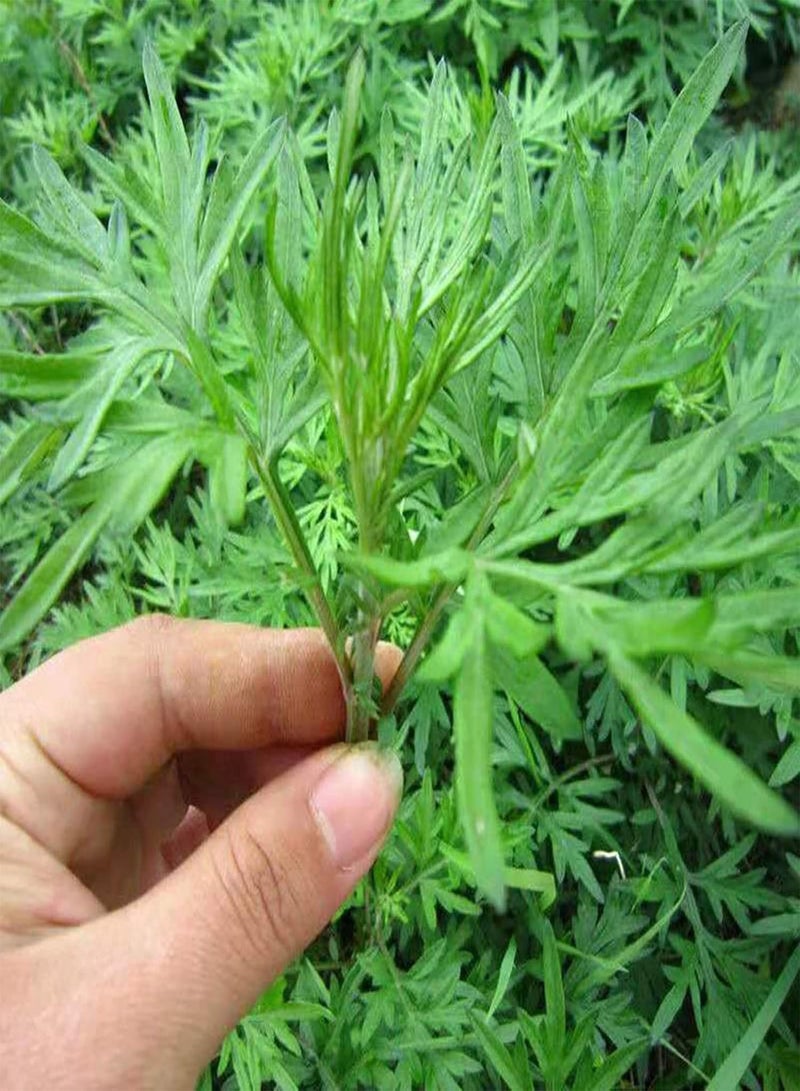 جي جوت 100 قطعة/حقيبة من بذور آني الحلوة ذات الرائحة اللطيفة والمغذية والنباتية الخضراء وبذور الشيح السنوية للشرفة وبذور الفيتامينات - Image 4