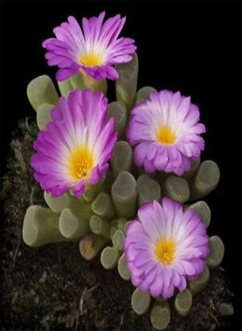 GGOOT Frithia pulchra Exotic Color Flowering Rare Cactus mesembs Cacti Seed 100 Seeds