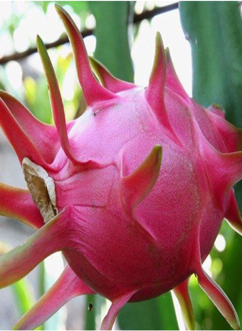 GGOOT - 20Pcs Sweet Pitaya Seeds Hylocereus Undatus Dragon Fruit Garden Yard Farm Plant - Red Pitaya Seeds - Flower Seeds Vegetable Seeds Fruit Seeds Garden Plant Seeds - Image 1