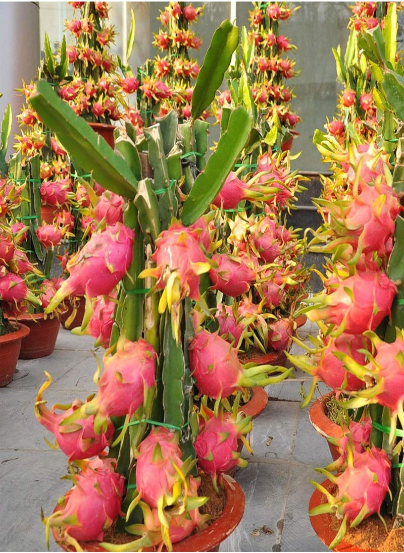 GGOOT - 20Pcs Sweet Pitaya Seeds Hylocereus Undatus Dragon Fruit Garden Yard Farm Plant - Red Pitaya Seeds - Flower Seeds Vegetable Seeds Fruit Seeds Garden Plant Seeds - Image 1