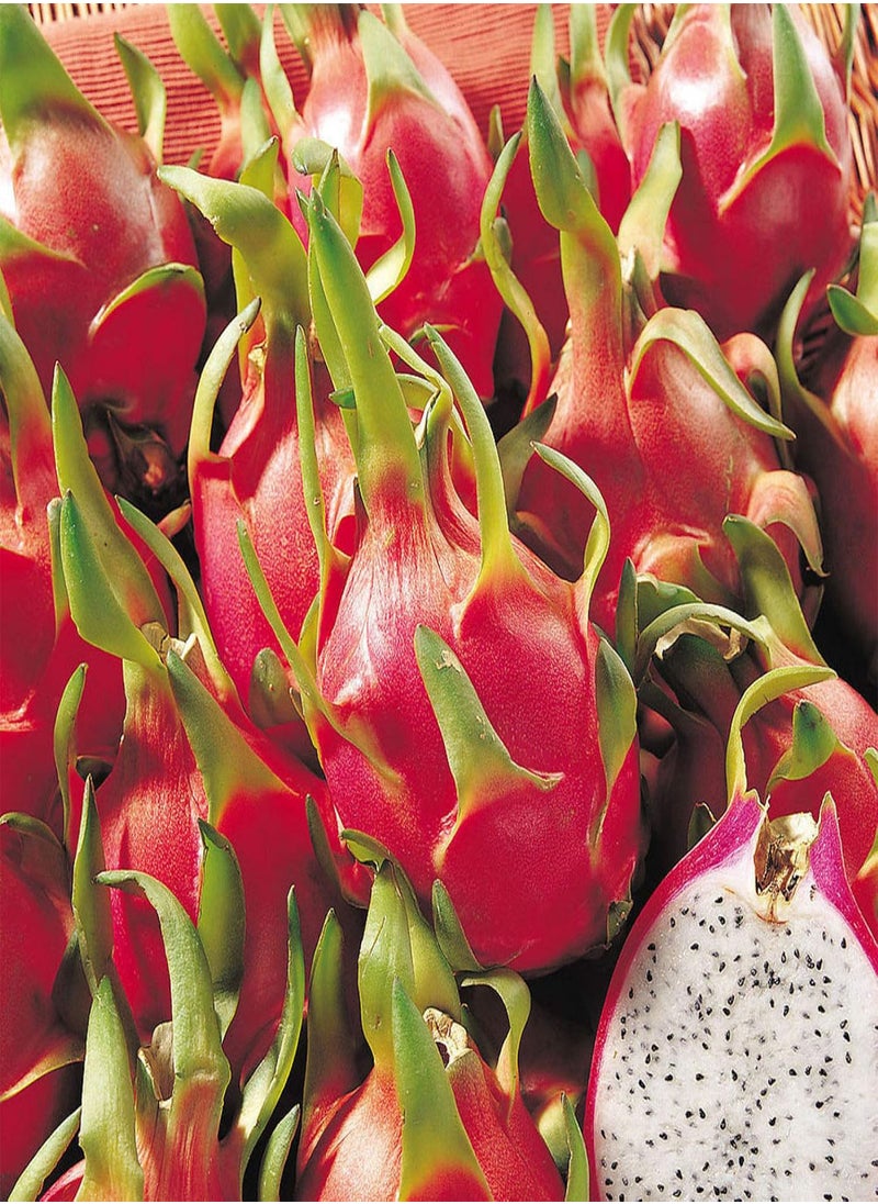 GGOOT - 20Pcs Sweet Pitaya Seeds Hylocereus Undatus Dragon Fruit Garden Yard Farm Plant - Red Pitaya Seeds - Flower Seeds Vegetable Seeds Fruit Seeds Garden Plant Seeds - Image 1