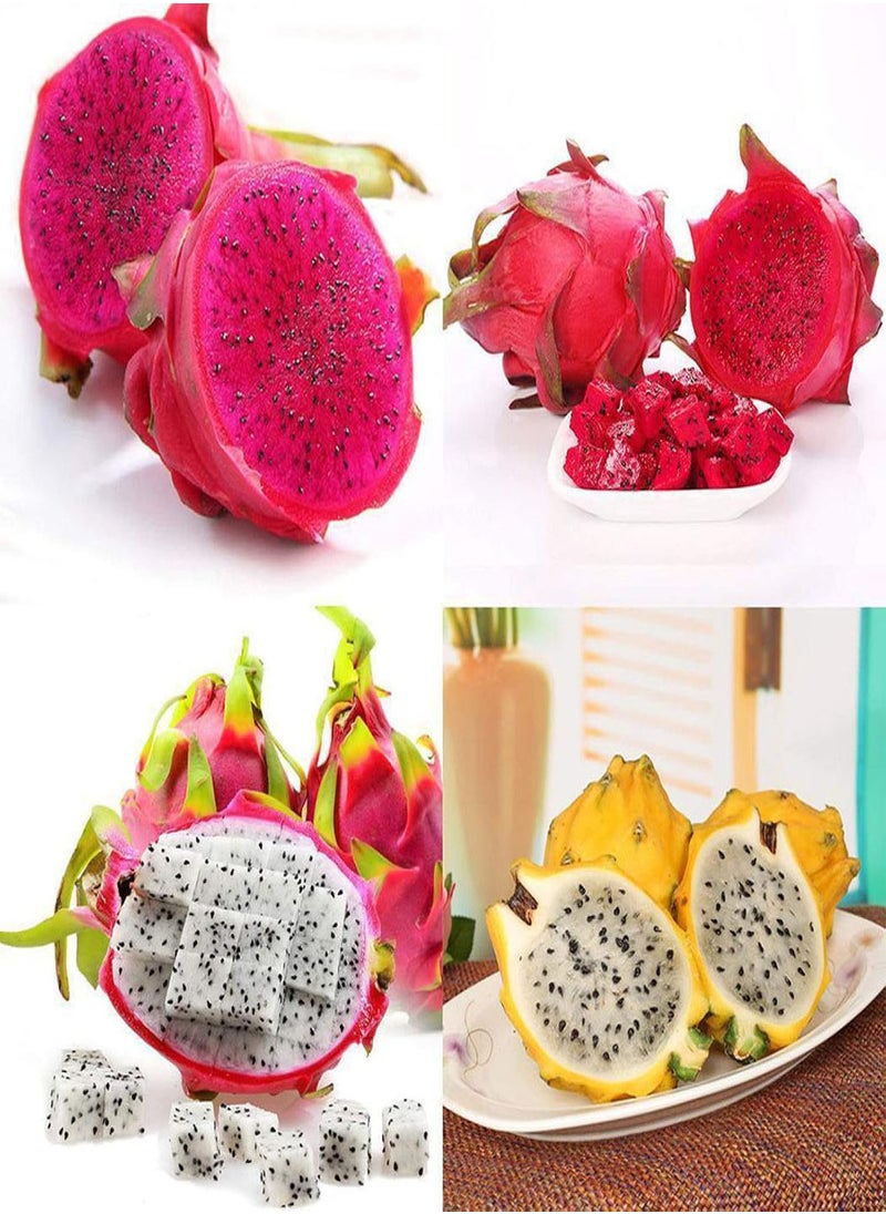 GGOOT - 20Pcs Sweet Pitaya Seeds Hylocereus Undatus Dragon Fruit Garden Yard Farm Plant - Red Pitaya Seeds - Flower Seeds Vegetable Seeds Fruit Seeds Garden Plant Seeds - Image 1