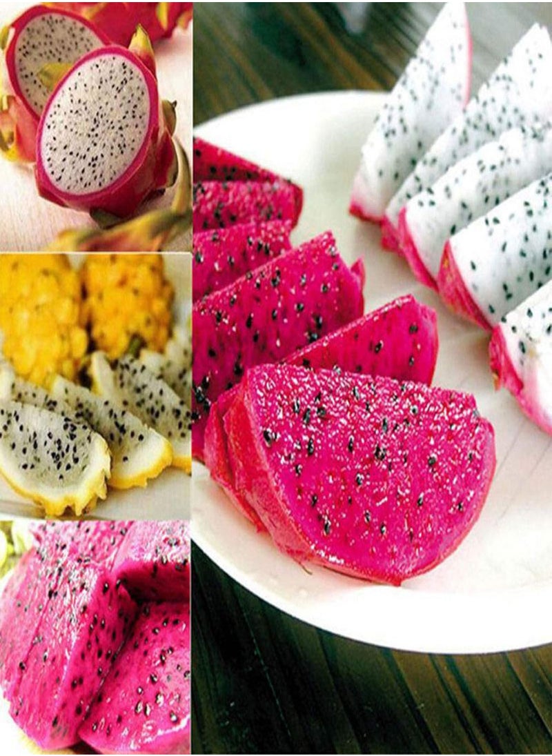 GGOOT - 20Pcs Sweet Pitaya Seeds Hylocereus Undatus Dragon Fruit Garden Yard Farm Plant - Red Pitaya Seeds - Flower Seeds Vegetable Seeds Fruit Seeds Garden Plant Seeds - Image 1
