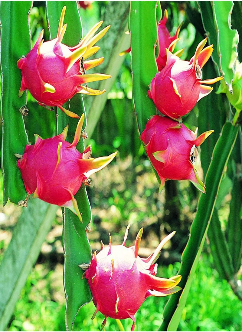 GGOOT - 20Pcs Sweet Pitaya Seeds Hylocereus Undatus Dragon Fruit Garden Yard Farm Plant - Red Pitaya Seeds - Flower Seeds Vegetable Seeds Fruit Seeds Garden Plant Seeds - Image 1