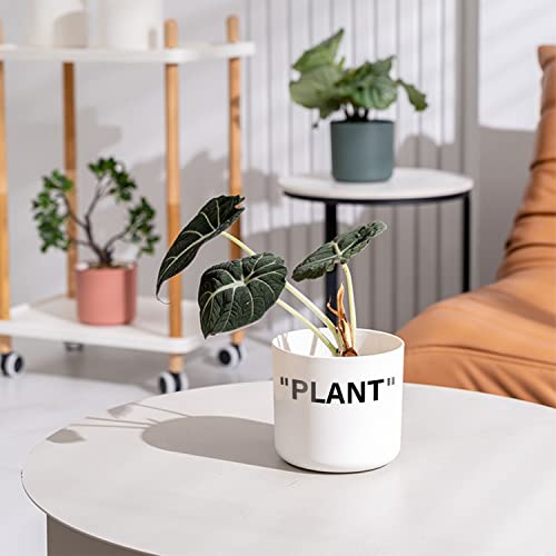 TwoDays Off-White Inspired Sneaker Planter, Hypebeast Room Decor, Small 5 Inch Cylinder White Plastic Indoor Plant Pot with Built in Drainage Hole, Mini Flower Pot, Sneakerhead Gift. - Image 3