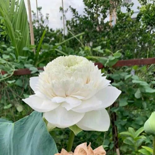 M-Tech Gardens Lotus Ultimate 1000 Petal White – 10 Seeds for Stunning Water Garden Blooms - Image 1