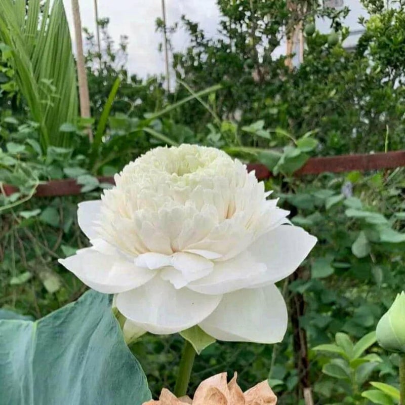 M-Tech Gardens Lotus Ultimate 1000 Petal White – 10 Seeds for Stunning Water Garden Blooms - Image 4