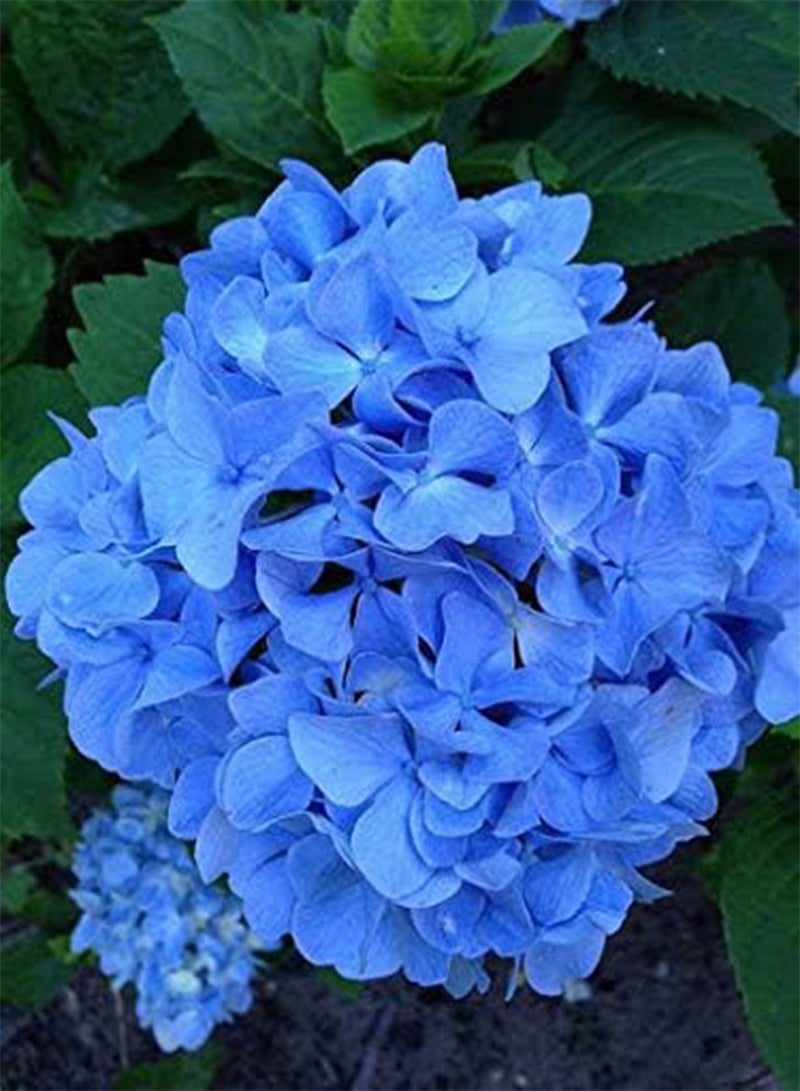 GGOOT 25 Blue Hydrangea Flower Seeds - Image 3