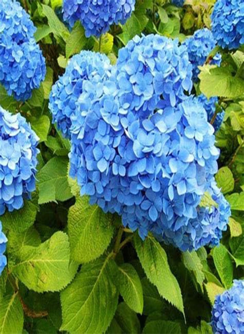GGOOT 25 Blue Hydrangea Flower Seeds - Image 1