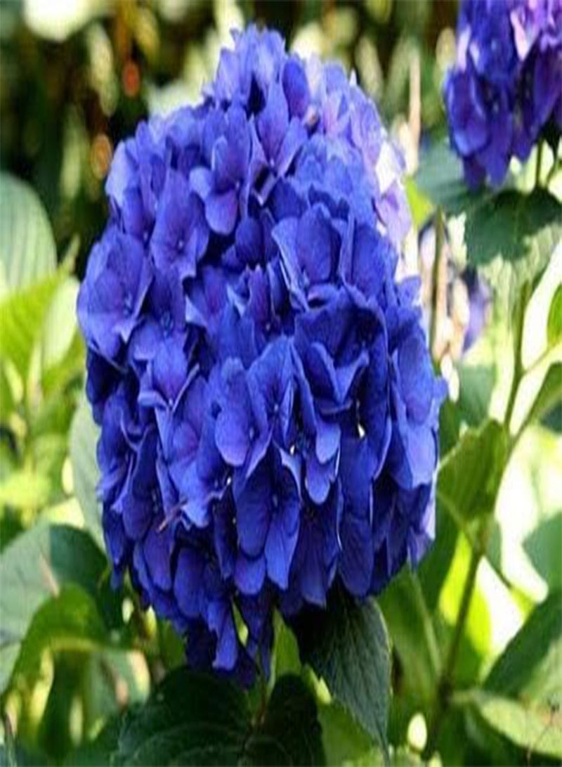 GGOOT 25 Blue Hydrangea Flower Seeds - Image 2