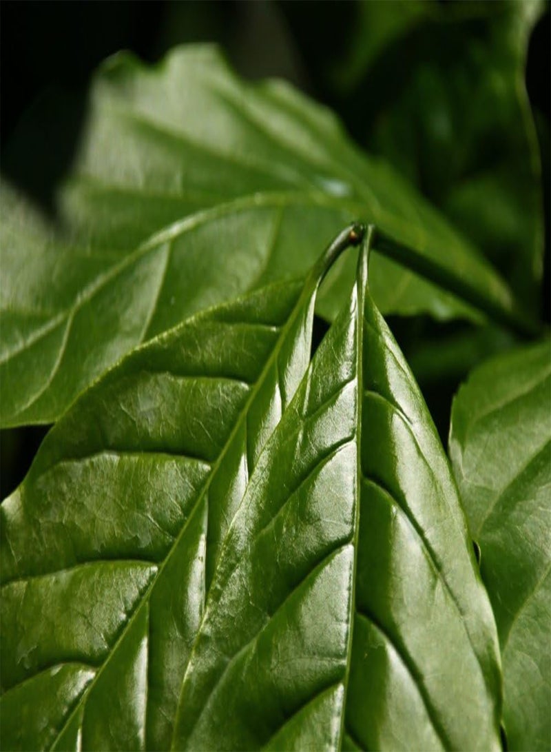 GGOOT Garden in The Bag - Dwarf Coffee - 8 Seeds - Coffea Arabica Nana - Image 4