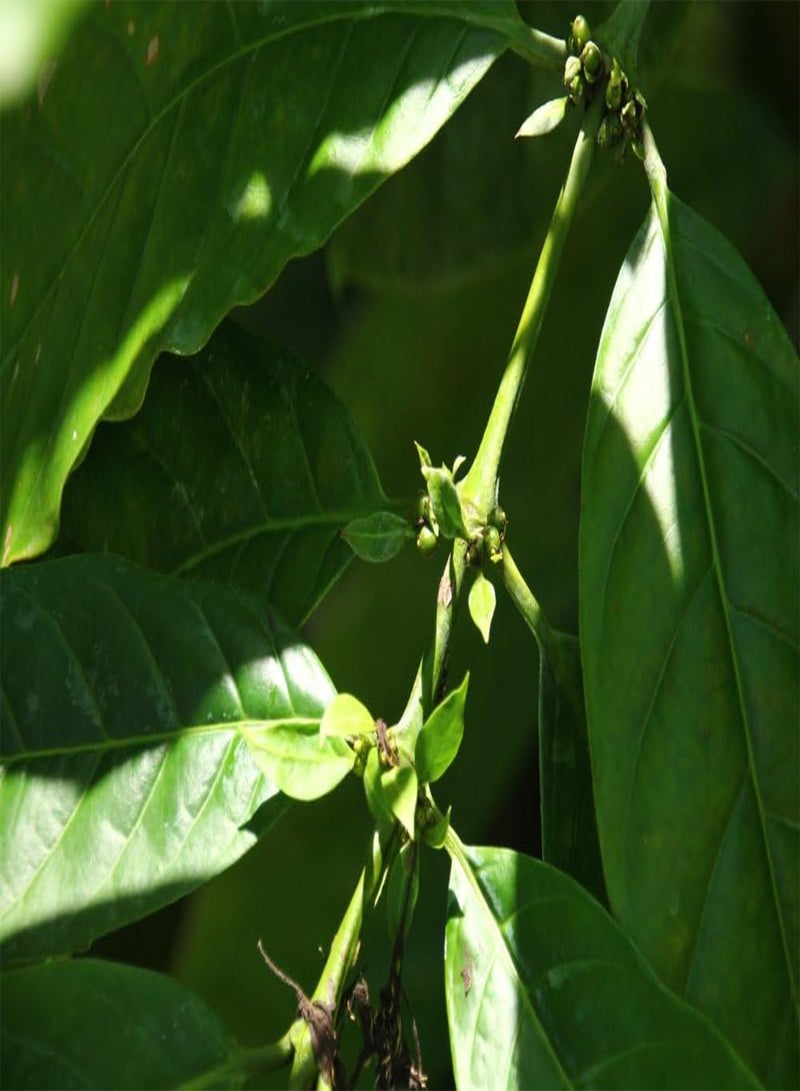 GGOOT Garden in The Bag - Dwarf Coffee - 8 Seeds - Coffea Arabica Nana - Image 5