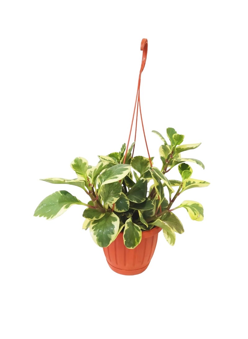    شتلة شوب نبات ببروميا في بوت هانج طوبي - Image 1