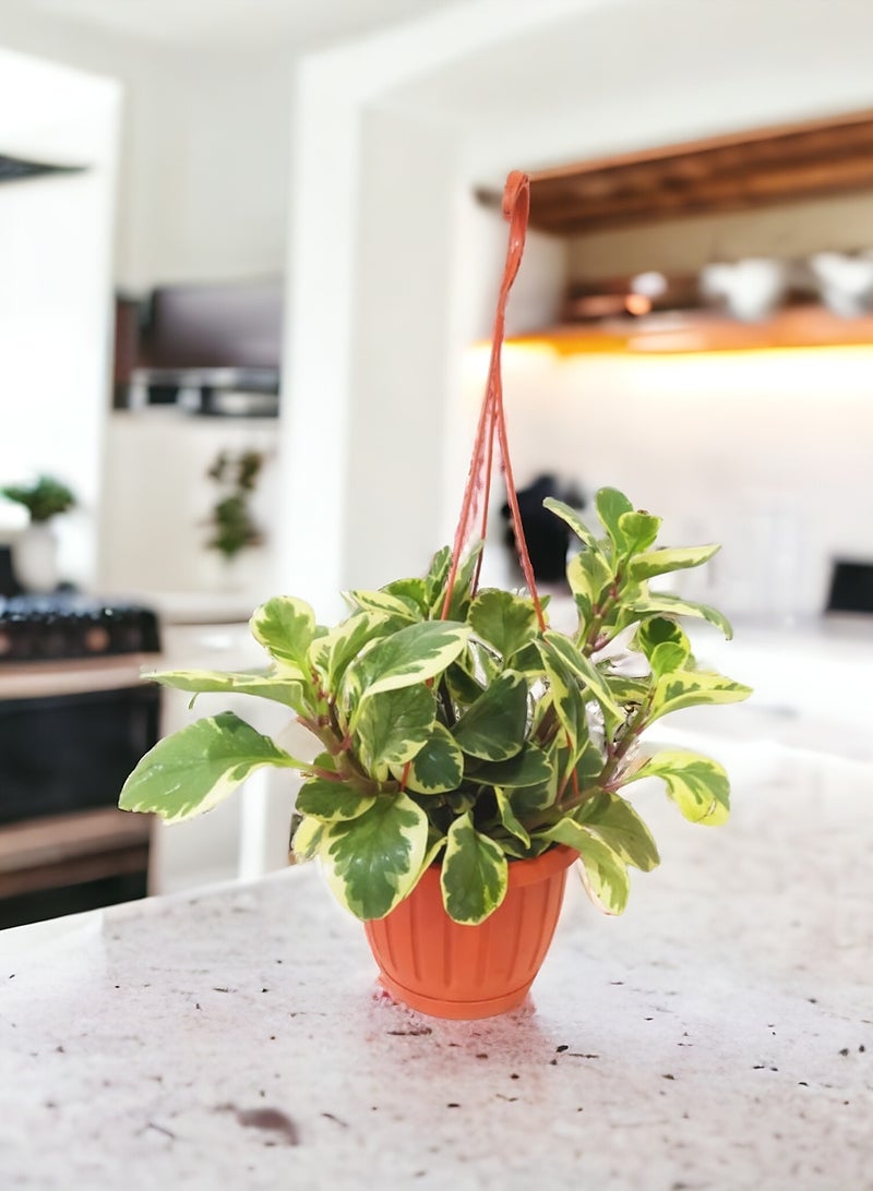    شتلة شوب نبات ببروميا في بوت هانج طوبي - Image 2