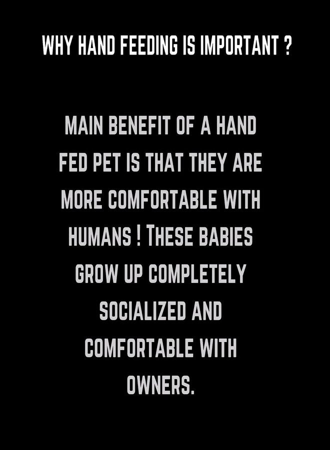 Agarwals Hand Feeding Syringe - Ideal for Feeding Baby Pets | Tranpsarent | Curve Tip 12 ml | for Birds | Hamsters | Puppys | Kittens | Rabbits(3 PCS) - Image 5