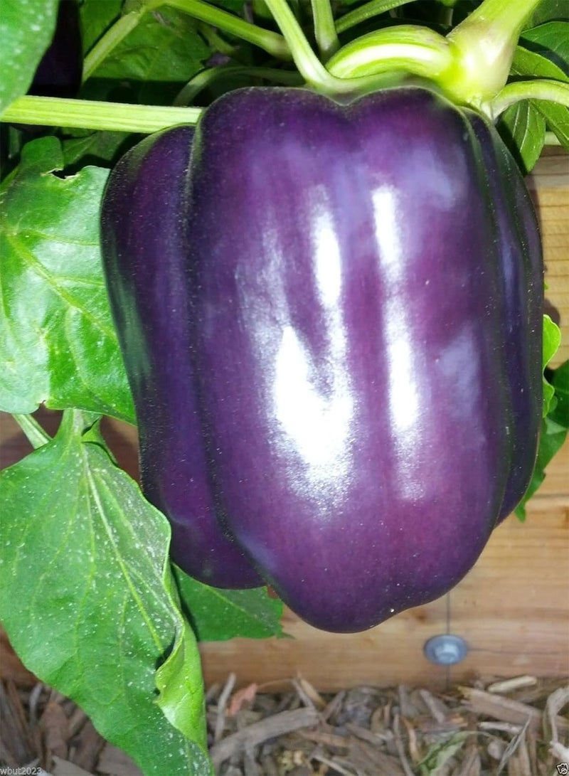 GGOOT PURPLE BEAUTY Bell  (Sweet Bell )  50 Seeds - Image 1