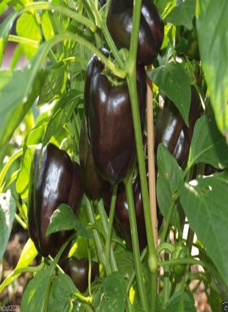 GGOOT PURPLE BEAUTY Bell  (Sweet Bell )  50 Seeds - Image 4