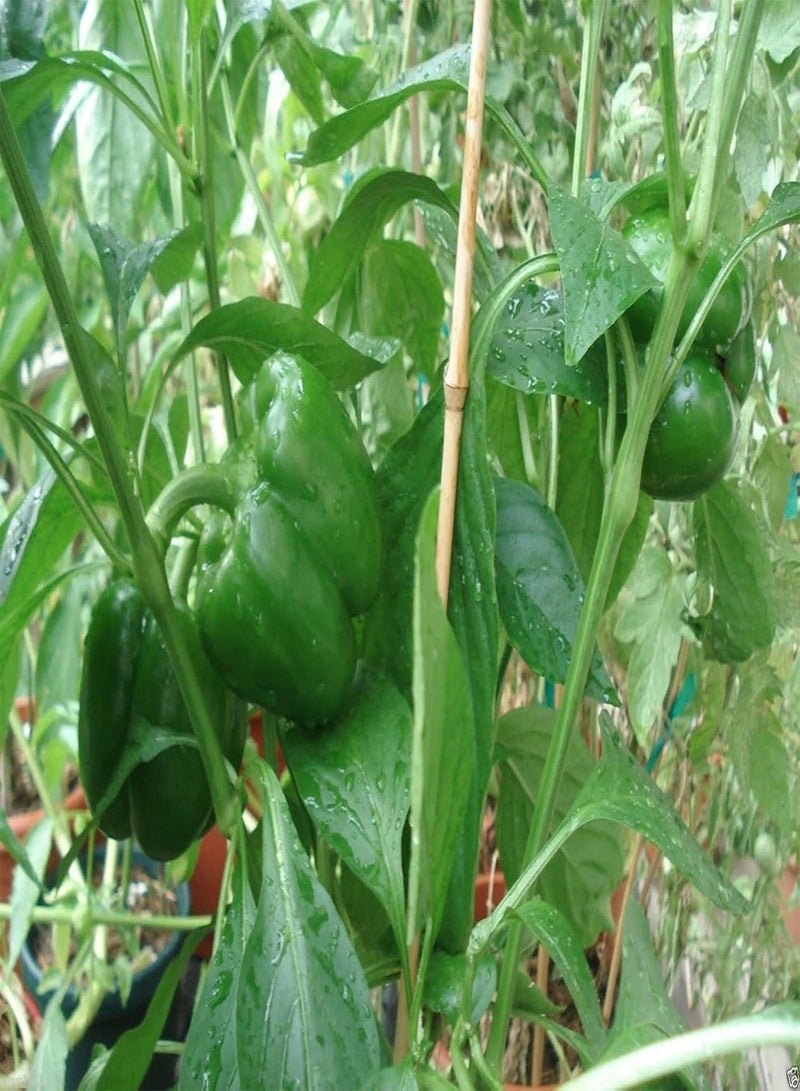 GGOOT PURPLE BEAUTY Bell  (Sweet Bell )  50 Seeds - Image 3