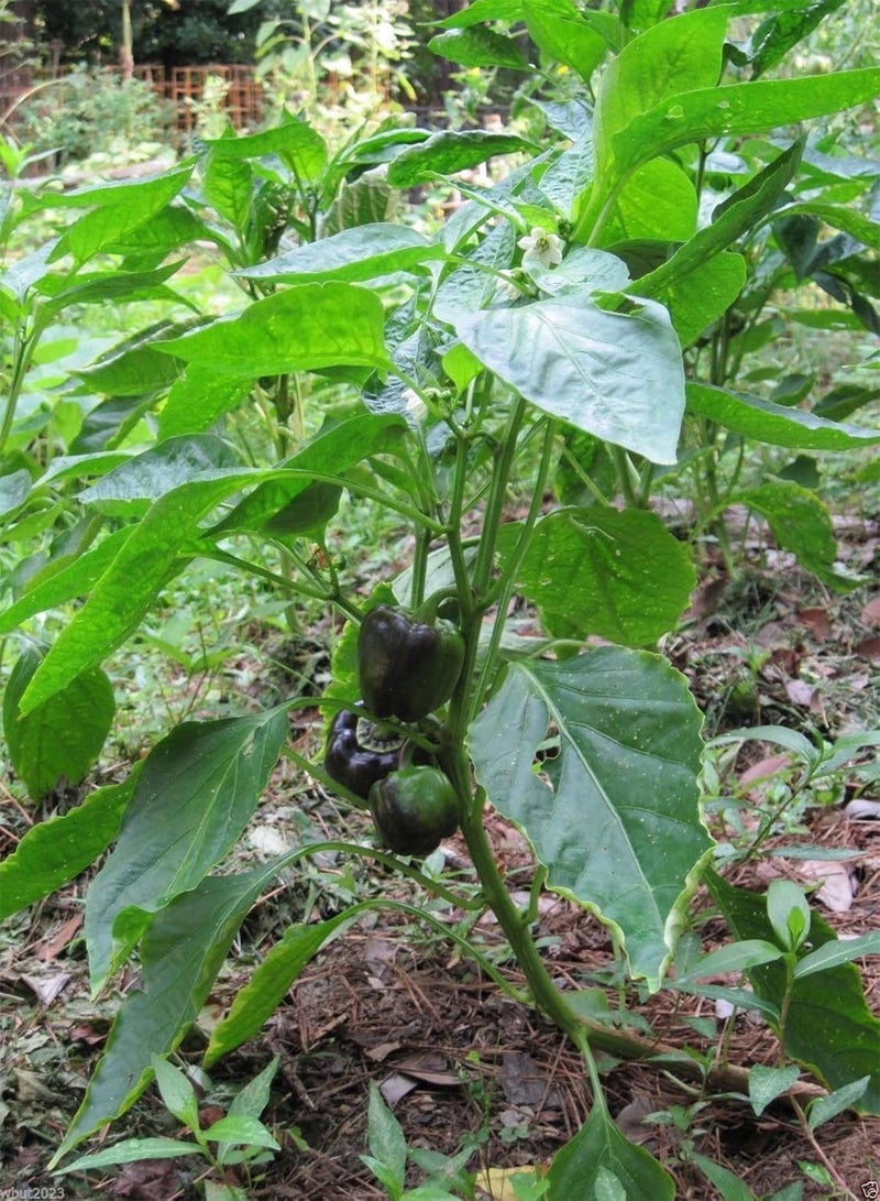 GGOOT PURPLE BEAUTY Bell  (Sweet Bell )  50 Seeds - Image 2