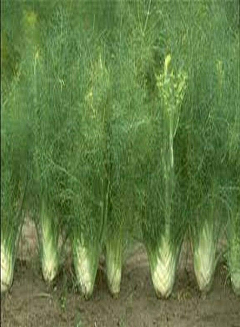 جي جوت الشمر (Foeniculum Vulgare Florence) - 200 بذرة - - Image 2