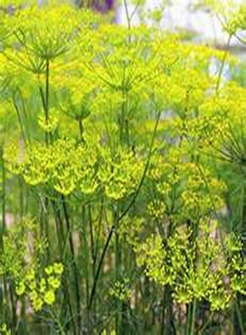 جي جوت الشمر (Foeniculum Vulgare Florence) - 200 بذرة - - Image 1