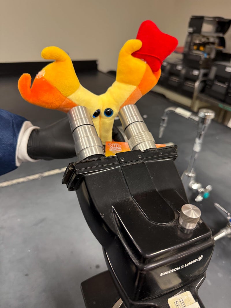 Giant Microbes GIANTmicrobes Antibody Plush, Blood Bank, Hematology Gifts, Infectious Disease Doctor Gift, Get Well Gifts, Blood Cells. Pharmacist Gift - Image 5